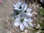 Ixia white with green eye